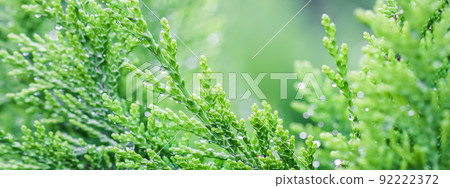 Closeup green leaves of evergreen coniferous tree Lawson Cypress or Chamaecyparis lawsoniana after the rain. Extreme bokeh with light reflection. Macro photography, selective focus, blurred background 92222372