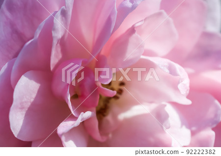 Botanical concept, wedding invitation card - Soft focus, abstract floral background, pink rose flower petals. Macro flowers backdrop for holiday design 92222382