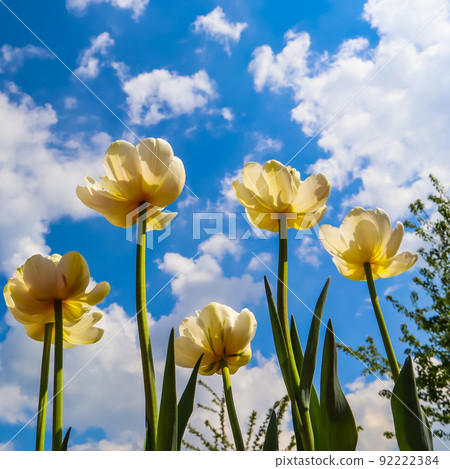 Beautiful yellow tulips on background of blue sky with clouds 92222384
