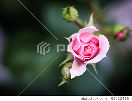 Soft pink rose Bonica in the garden. Perfect for background of greeting cards for birthday, Valentine's Day and Mother's Day Soft pink rose Bonica in the garden. Perfect for background of greeting cards for birthday, Valentine's Day and Mother's Day 92222416
