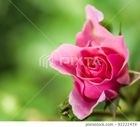 Soft pink rose Bonica with buds in the garden. Perfect for background of greeting cards for birthday, Valentine's Day and Mother's Day Soft pink rose Bonica with buds in the garden. Perfect for background of greeting cards for birthday, Valentine's Day and Mother's Day 92222439