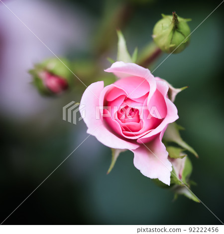 Soft pink rose Bonica in the garden. Perfect for background of greeting cards for birthday, Valentine's Day and Mother's Day Soft pink rose Bonica in the garden. Perfect for background of greeting cards for birthday, Valentine's Day and Mother's Day 92222456