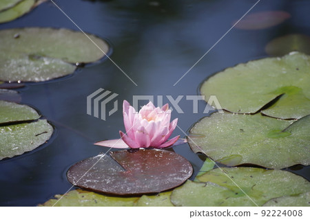 久留米市文化中心睡蓮， 92224008