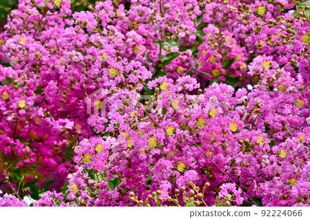 Flower of crape mybs Flower of crape mybs 92224066