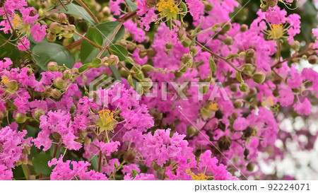 縐紗花 縐紗花 92224071
