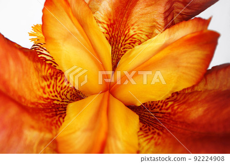 Close up of a red iris flower macro shot Close up of a red iris flower macro shot 92224908