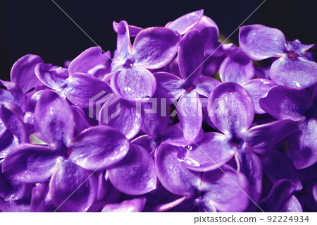 Macro image of spring lilac violet flowers 92224934