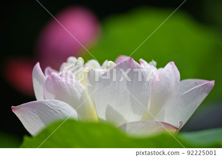 蓮花 蓮花 92225001