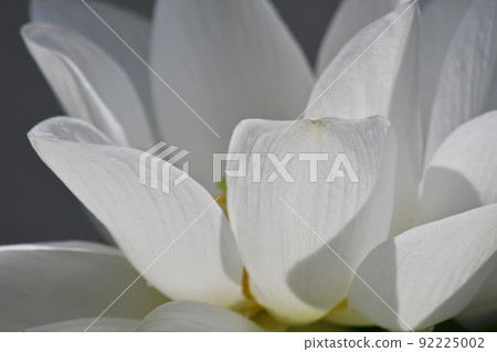 蓮花 蓮花 92225002