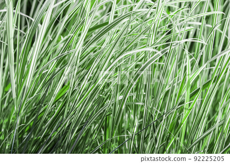 Decorative green and white striped grass. Arrhenatherum elatius bulbosum variegatum. Soft focus. Natural background. Decorative green and white striped grass. Arrhenatherum elatius bulbosum variegatum. Soft focus. Natural background. 92225205
