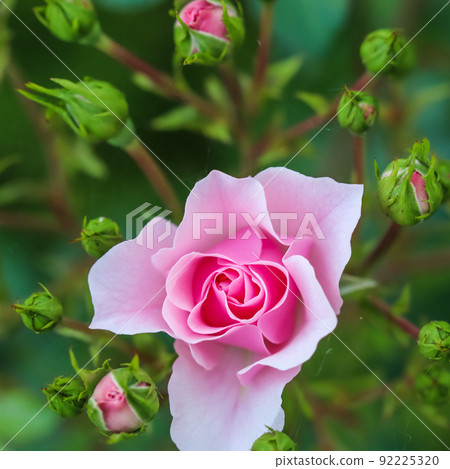Soft pink rose Bonica with buds in the garden. Perfect for background of greeting cards 92225320