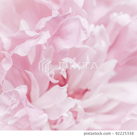 Soft focus, abstract floral background, pink peony flower petals. Macro flowers backdrop for holiday brand design Soft focus, abstract floral background, pink peony flower petals. Macro flowers backdrop for holiday brand design 92225338