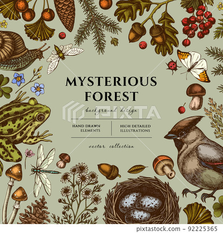 Mysterious forest hand drawn illustration design. Background with retro waxwing, snail, nest, pool frog, moss, spruce branch, pine cones, chamomile, mushrooms, insect, porcini, red currant, oak 92225365