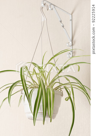 hanging home plant in a white pot with green and yellow variegated leaves of the chlorophytum comosum spider plant. vertical size. 92225914