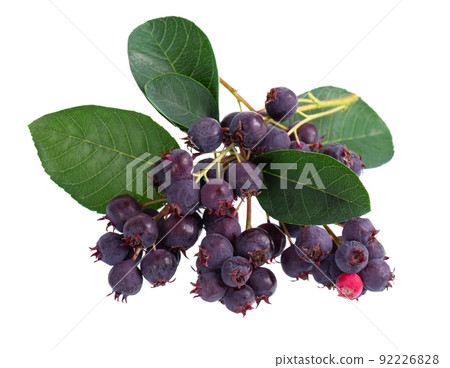 Saskatoon berries isolated on white background. Amelanchier, shadbush, juneberry, irga or sugarplum ripe berries. Saskatoon berries isolated on white background. Amelanchier, shadbush, juneberry, irga or sugarplum ripe berries. 92226828