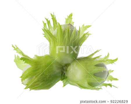 Green hazelnut nuts isolated on white background. Fresh green unripe fruits of common hazel. Corylus avellana. 92226829