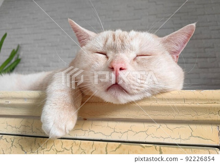 貓睡在櫃子上 貓睡在櫃子上 92226854