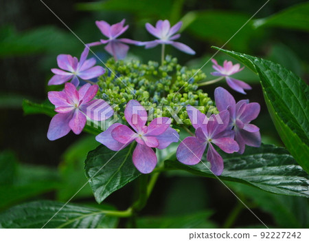 Hydrangea called a dance party like dancing Hydrangea called a dance party like dancing 92227242