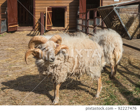 Portrait of male mini sheep or Ovis aries. Furry farm animal in paddock near barn. Animal husbandry. 92227476
