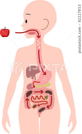 Illustration of digestive organs that digest food and the process of becoming stool 92227653