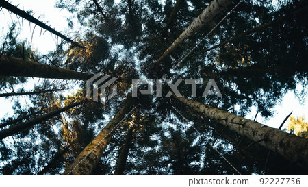 Forest with canopy of trees viewed from below Forest with canopy of trees viewed from below 92227756
