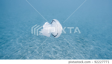 Sea Lung Jellyfish swim underwater in the ocean 92227771