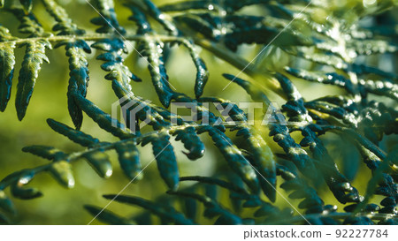 Fern plant in the Italian forest in Calabria. 92227784