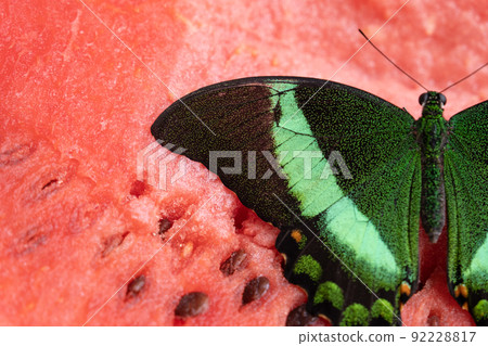 Bright and juicy butterfly on a watermelon. Papilio palinurus. Green butterfly on a red watermelon 92228817