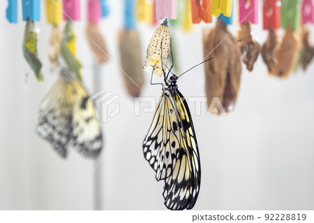 In a butterfly incubator, a newborn butterfly sits on a shell. The butterfly rests after emerging from the cocoon 92228819