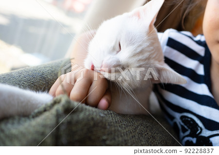 白貓 白貓 92228837