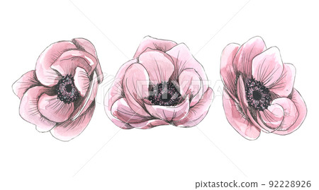 Anemone flowers, watercolor sketch-style illustration with graphic elements. Isolated objects from a large set of PARIS. For decoration, design and composition. Anemone flowers, watercolor sketch-style illustration with graphic elements. Isolated objects from a large set of PARIS. For decoration, design and composition. 92228926