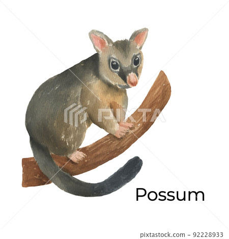 Australian animal watercolor illustration isolated on white background. Cute hand drawn possum. Australia Day Australian animal watercolor illustration isolated on white background. Cute hand drawn possum. Australia Day 92228933