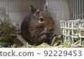 Degu 92229453