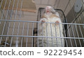 Degu 92229454