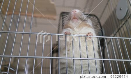 DEGU DEGU 92229454