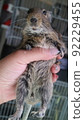 Degu 92229455