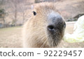 Capybara 92229457