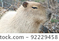 Capybara 92229458