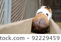 Running guinea pig 92229459