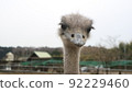 Ostrich 92229460