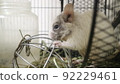 Degu 92229461