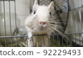 Degu 92229493