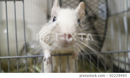 Degu 92229493