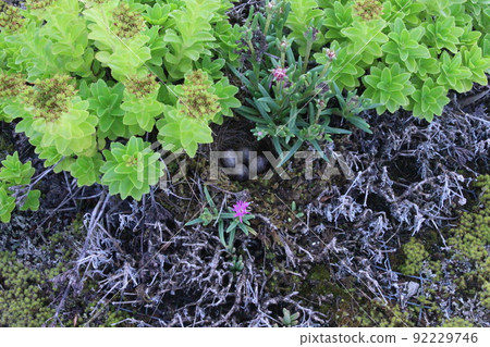 Swallow egg 92229746