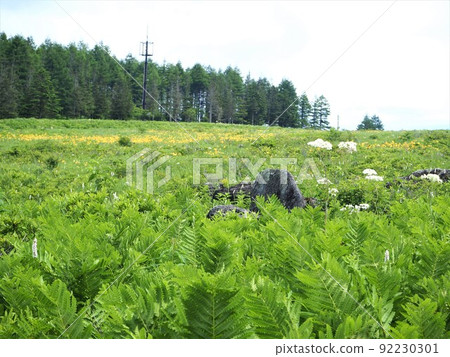 Kirigamine Plateau, Nagano Prefecture Nature Research Road in July 92230301