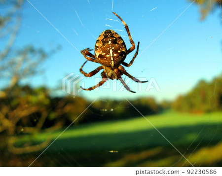 Large cross-spider Araneus hanging in the air on a web close-up against the blue sky and trees, arachnidae Large cross-spider Araneus hanging in the air on a web close-up against the blue sky and trees, arachnidae 92230586