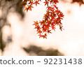 憂鬱的秋葉明信片素材 92231438