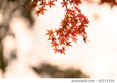 Material for postcards of autumn leaves with melancholy Material for postcards of autumn leaves with melancholy 92231438