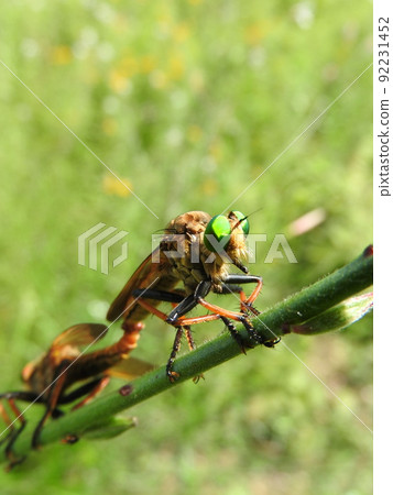 Aomeab during mating Aomeab during mating 92231452
