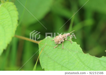 Weevil weevil eating the leaves of legumes. From slightly above on the right side 92231586
